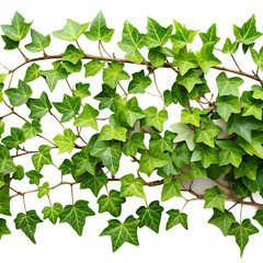 green leaves on white background