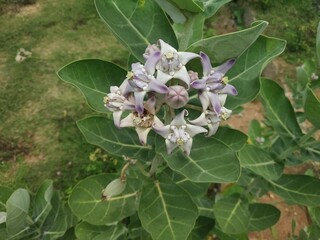 Beautiful Giant calotrope or crown flower plant in a nature background.