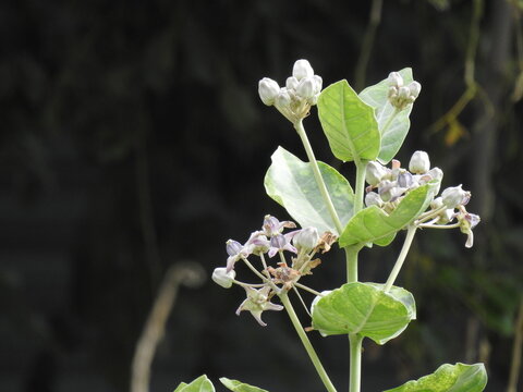 Beautiful Giant calotrope or crown flower plant in a nature background.