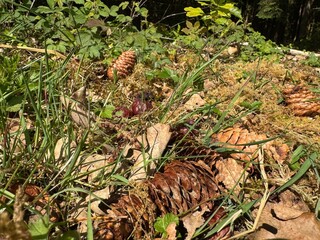 pine cones on the ground