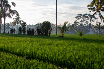 Indonesia rice field