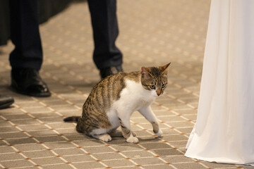cat on the terrace