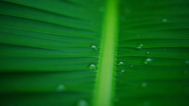 Close up. Tropical exotic green leaf of banana palm with rain drops from rainforest or garden. Wet leaves with raindrops. Jungle tropical rain. Selective focus. Steadicam shot