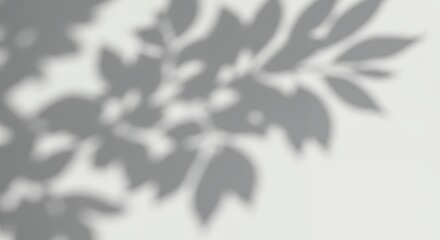 Tree branch shadow on white wall casting natural light effect