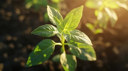 Obraz premium Young plant thriving in soil under sunlight, symbolizing growth and eco-consciousness. 