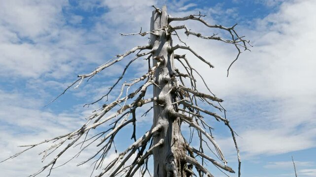 Dead tree with fast moving clouds. Air pollution. Timelapse