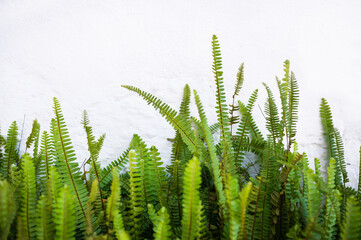 Fresh green fern plants in close-up