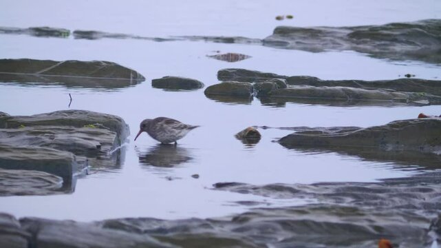 Footage shows a Purple Sandpiper at Whiffin Spit in Sooke, British Columbia, Canada, highlighting this small shorebird's coastal habitat and behavior.