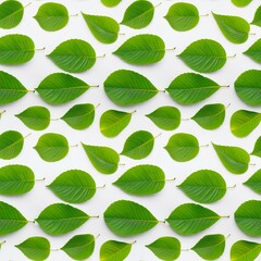 fresh green leaves over white surface