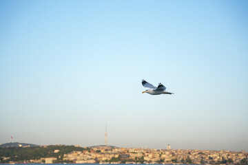 seagull flying over the city with sky