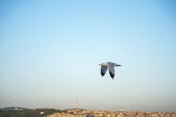 seagulls in the sky blue