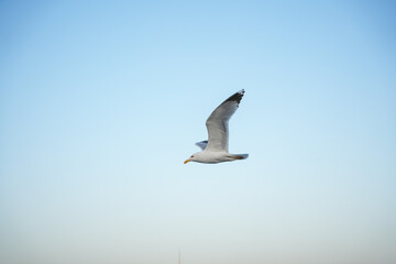 seagull in the sky