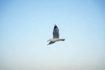 seagull flying in the sky with wings open