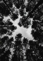 Obraz premium Heart shape in the sky formed by tall pine tree silhouettes isolated PNG with Transparent Background