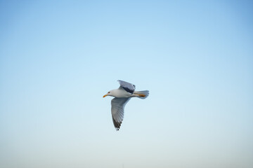 seagull flying in the sky