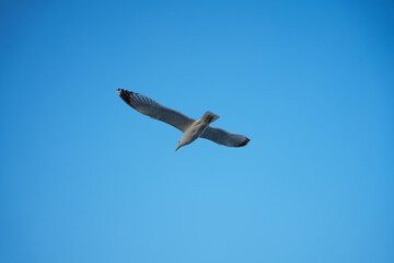 seagull in the blue sky