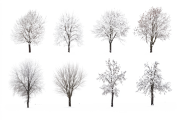 Lonely winter tree standing in a snowy frozen field under a cold sky