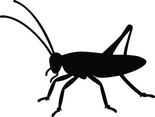 A black bug with a long antennae. It is walking on the ground. It is a grasshopper