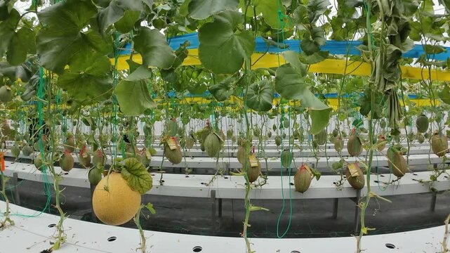 Wide view of hydroponic melon farm with modern system, showcasing organized plant rows and efficient irrigation technology