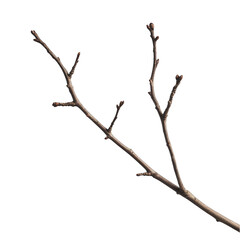 Bare tree branch with buds isolated on a transparent background