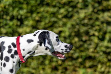 Portrait of a purebred Dalmatian