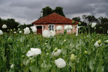 poppy field and a dream house