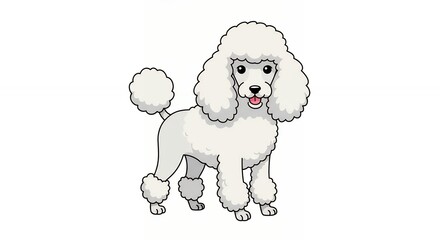 Cartoon white poodle illustration