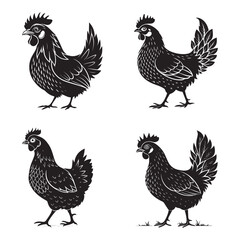 vector set of chicken