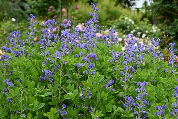 Blue false indigo (Baptisia australis) flowers. Fabaceae perennial plants native to North America....