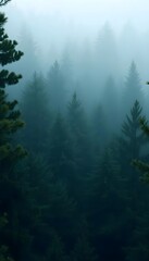 Fototapeta premium Misty fog embraces green trees in the mountain forest landscape