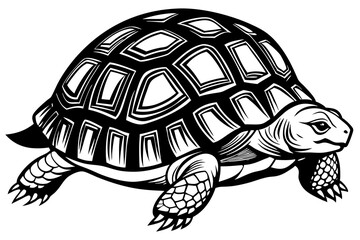 turtle vector illustration