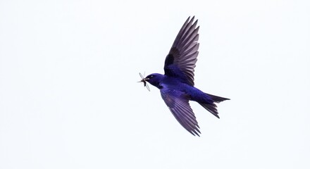 Obraz premium Purple bird gracefully flies carrying insect prey against bright white sky. AI Generated