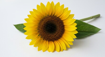 Obraz premium Bright yellow sunflower blooms vibrantly against a clean white background showcasing its cheerful petals and dark center.. AI Generated