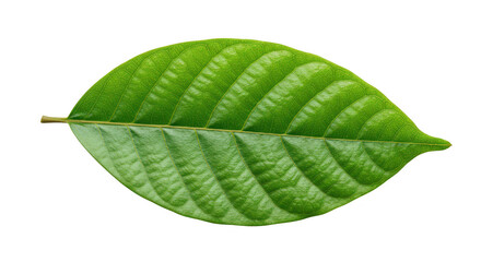 Obraz premium Closeup green leaf detail