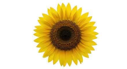 Fototapeta premium Closeup sunflower against black background
