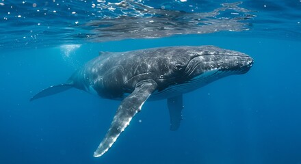 Obraz premium Majestic humpback whale gracefully swims in brilliantly lit ocean depths.. AI Generated