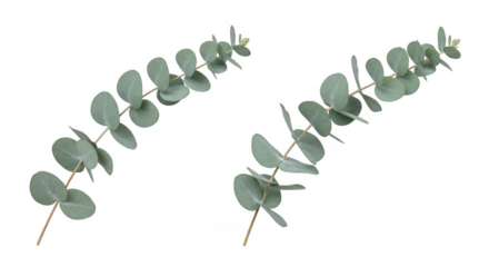 Eucalyptus branches against black background
