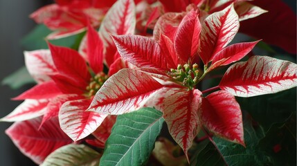 Vibrant red and white poinsettia flowers with striking foliage adding color and texture to any holiday decor or garden arrangement enhancing seasonal beauty