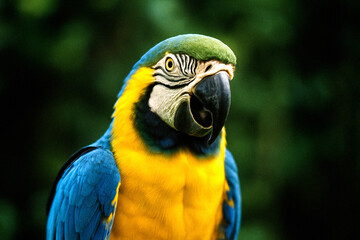 Colorful Blue-and-Yellow Macaw Parrot &ndash; A Symbol of Biodiversity and Environmental Conservation