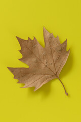 HOJA SECA DE ARCE
