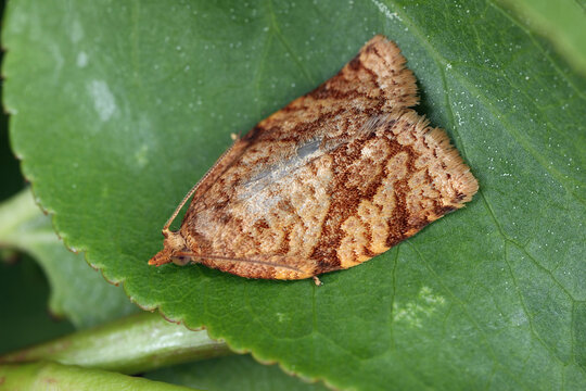 Moth of Archips rosana (Cacoecia) the rose tortrix Tortricidae. The larvae, caterpillars feed within rolled leaves of various fruit plants.
