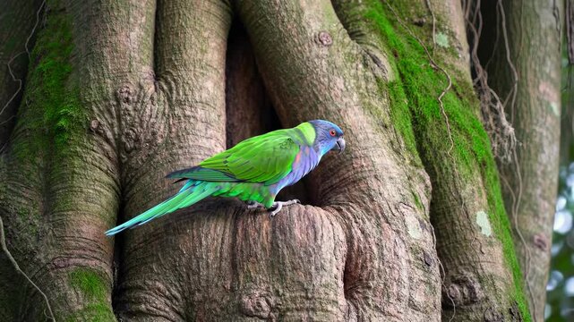 Colorful parrot perched on a tree trunk with textured bark and moss, surrounded by lush greenery - blue faced parrot