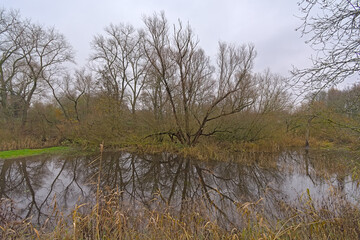 Foggy creek with reed and bare tree reflecting in the water in Bourgoyen nature reserve, Ghentm Flanders, Belgium