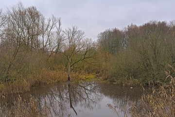 Foggy creek with reed and bare tree reflecting in the water in Bourgoyen nature reserve, Ghentm Flanders, Belgium