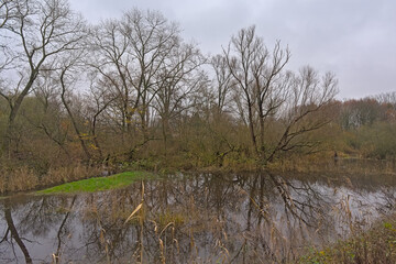  Foggy creek with reed and bare tree reflecting in the water in Bourgoyen nature reserve, Ghentm Flanders, Belgium