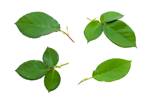 PNG Isolated Rose Leaves