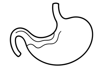 stomach silhouette line art vector illustration with a white background