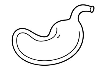stomach silhouette line art vector illustration with a white background