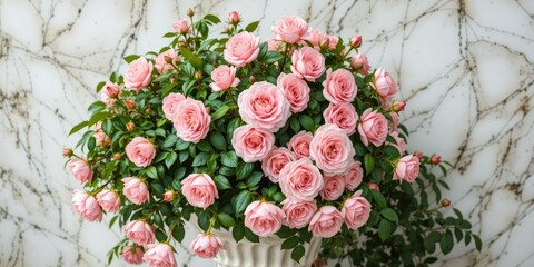 Blossoming Pink Roses in a White Stone Pot