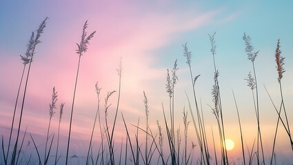 Fototapeta premium Tranquil Sunrise Over Dewy Grassland with Soft Pastel Sky